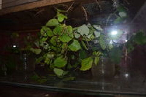   terrarium occasion avec 150   phasmes sub adultes.
