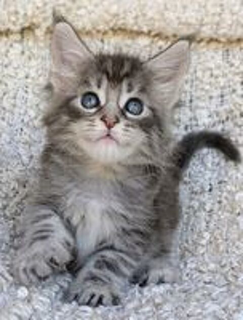   À adopter, Harry, adorable chaton de 2 mois 