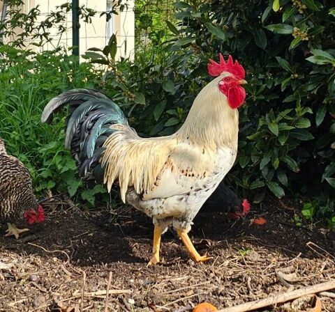 don coq 0 86800 Lavoux