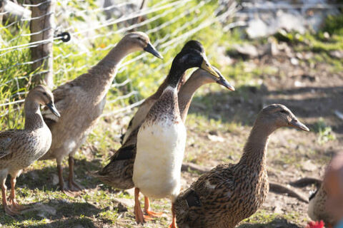 Canards coureurs indien, ?ufs f&eacute;cond&eacute;s et adultes 20 40320 Geaune