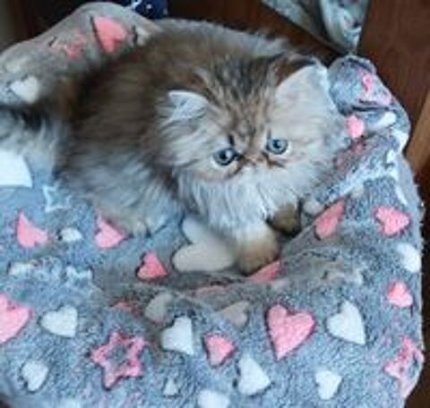   Magnifiques chatons Persans  