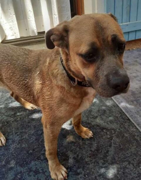 ARLETTI, croisée boxer, 1 an 250 66000 Perpignan