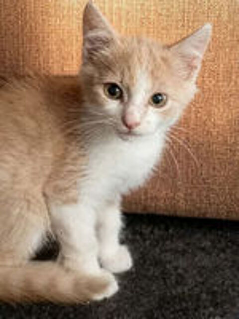   Jerry chaton roux et blanc 2mois cherche famille 