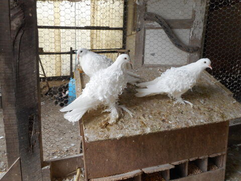 Pigeons frisés 60 50140 Bion