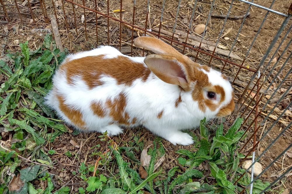   Grands lapins 