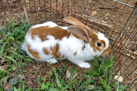 Grands lapins 07200 Aubenas