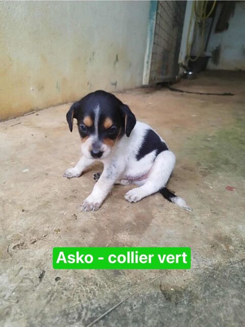 Asko, j'attends ma famille de coeur 300 56000 Vannes