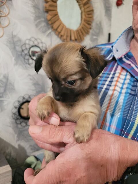 chiots chihuahua à poils longs 980 57220 Bisten-en-lorraine