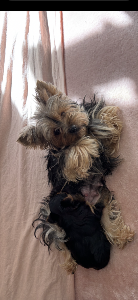 &Agrave; r&eacute;server Magnifique chiot YORKSHIRE M&acirc;le n&eacute; 25/01/2026 1360 83170 Tourves