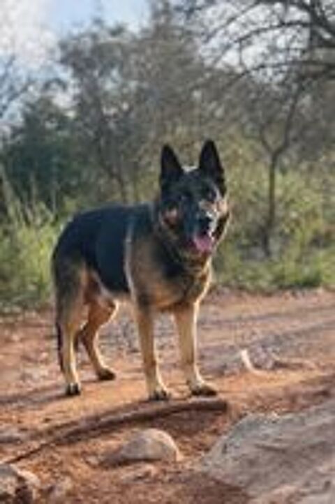   chiot berger allemand 
