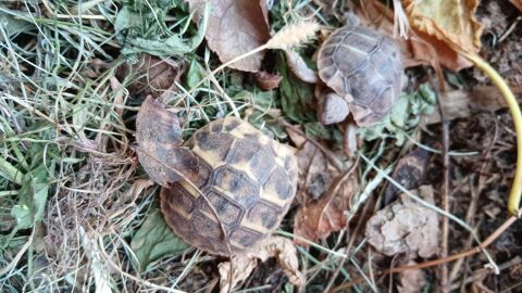 Tortue de terre 0 13100 Aix-en-provence