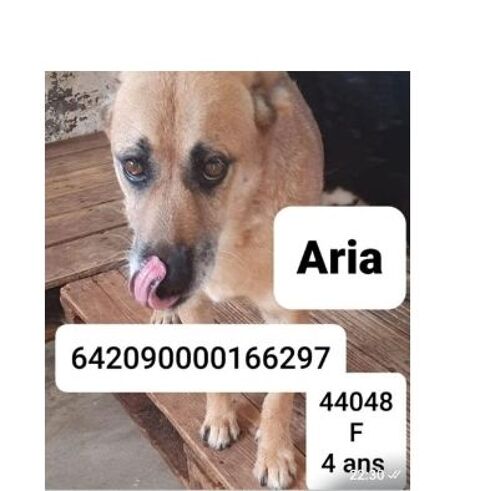 ARIA FEMELLE 4 ANS A SAUVER DE ROUMANIE 0 75018 Paris