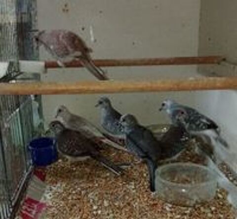   COLOMBE DIAMANT PANACHEE 