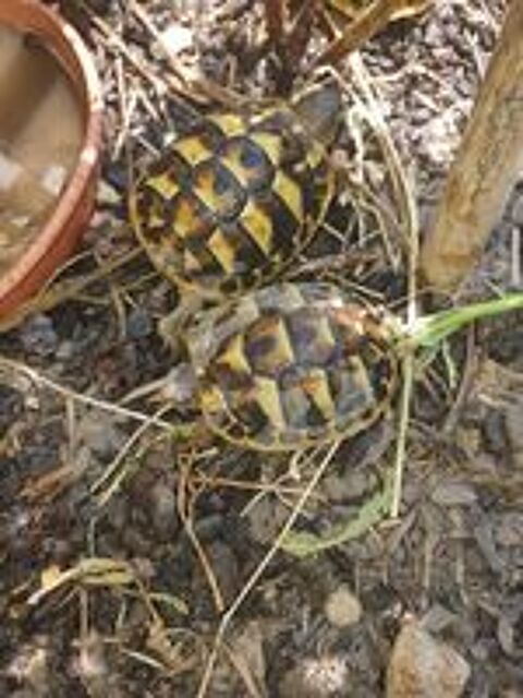   Bb tortues 
