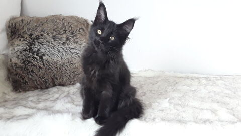 ALICE CHATON MAINE COON FEMELLE DISPO DE SUITE 1300 57340 Baronville