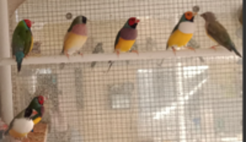   diamant de gould 
