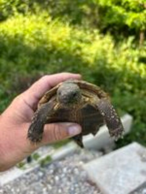   Tortue de terre adulte 