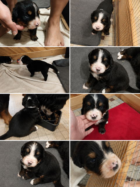 Bouvier Bernois LOF 1250 79150 Genneton