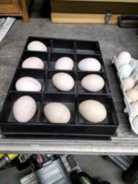   oeufs de paons bleu 