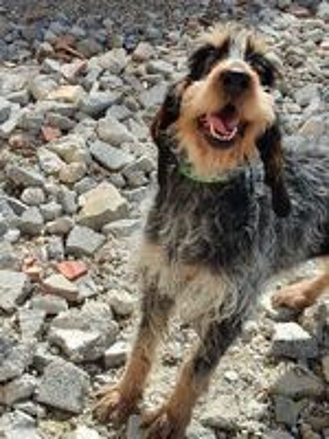   Rose, montagne d amour, Griffon x Bleu de Gascogne  