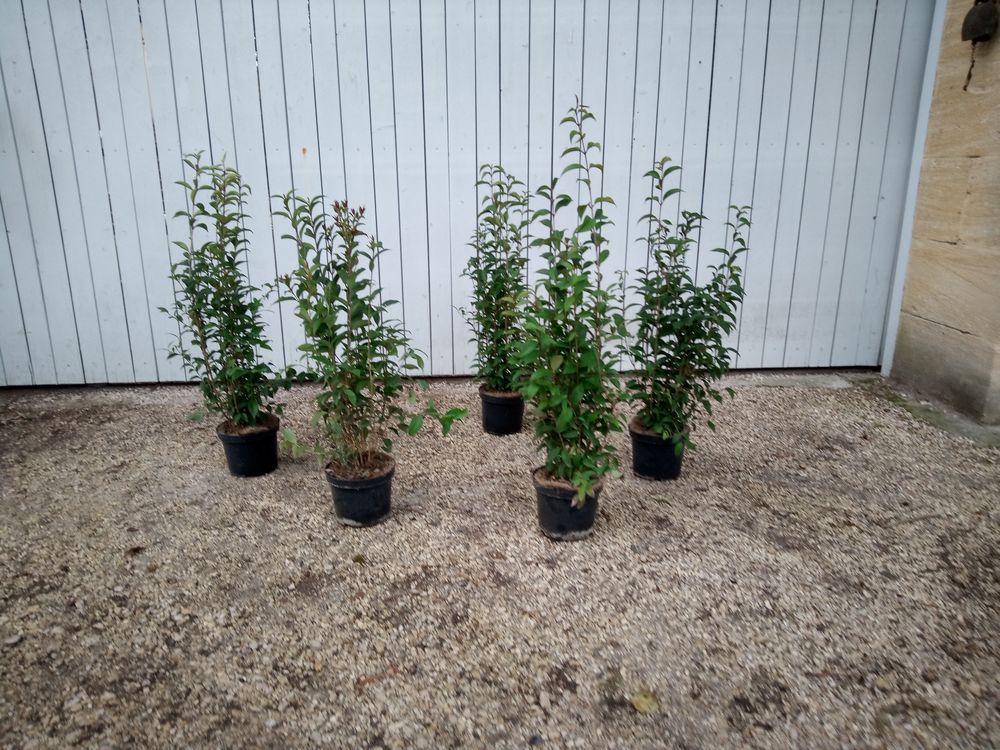 Tro&egrave;ne du Japon, arbuste de haie rustique en container. Jardin
