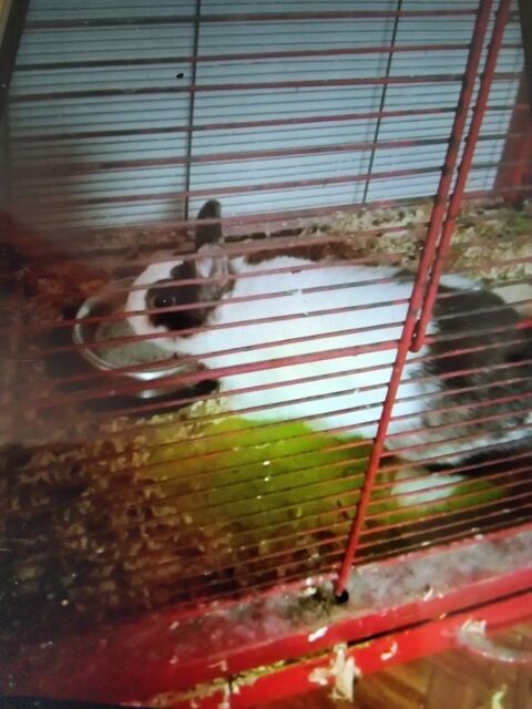 Lapin nain 10 62180 Verton