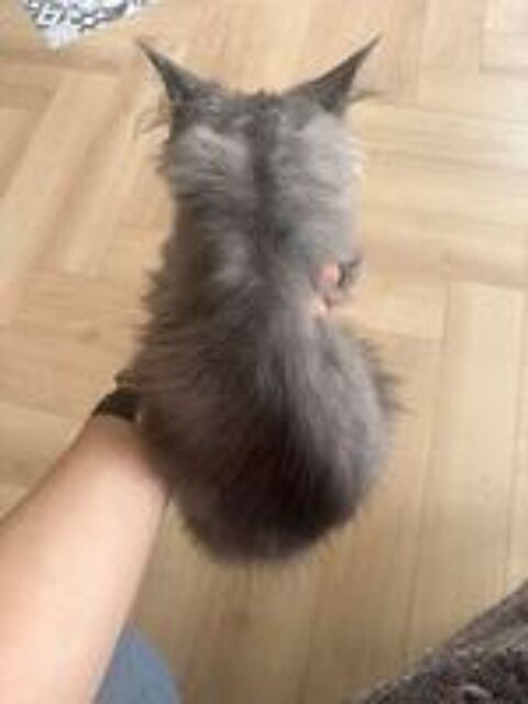   Maine coon  