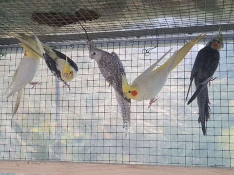 Perruches calopsitte,pennant, omnicolore 30 56700 Hennebont