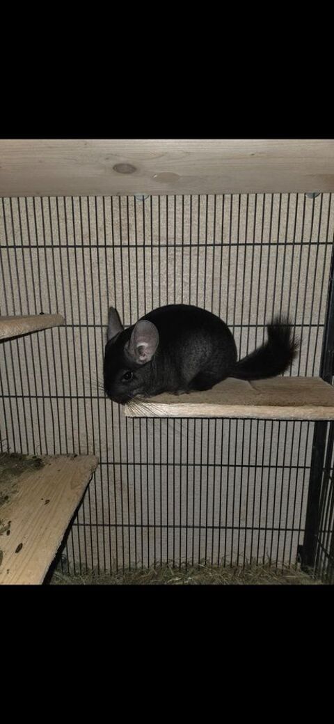 Couple chinchilla 0 24700 Moulin-neuf