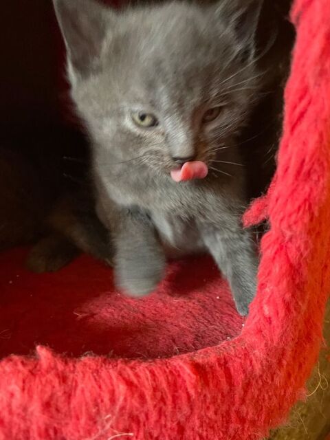 Chatons chartreux 1 male et 2 femelles excellent ligne 450 59300 Valenciennes