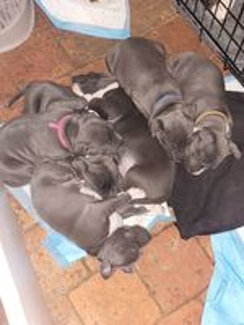   Chiot américain staffordshire terrier 