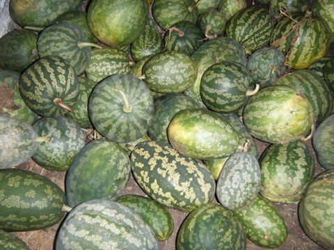 gig rine citre ou melon a confiture  1 Puymras (84)