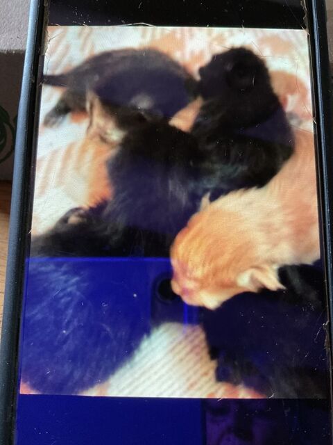Donne chatons mâles et femelles de 2 mois. 0 69380 Dommartin