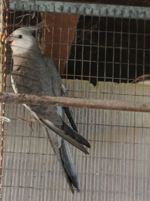 Calopsitte m&acirc;le face blanche
25 85000 La roche-sur-yon