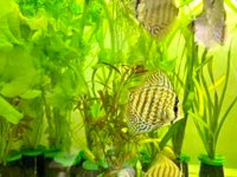   Discus royal bleu 
