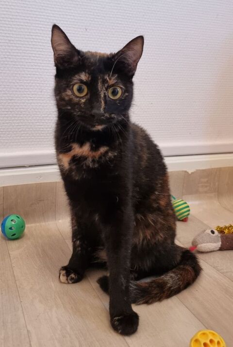 &Agrave; l'adoption jeune chatte ou chaton ado de 7 mois st&eacute;rilis&eacute;e 0 89520 Saint-sauveur-en-puisaye