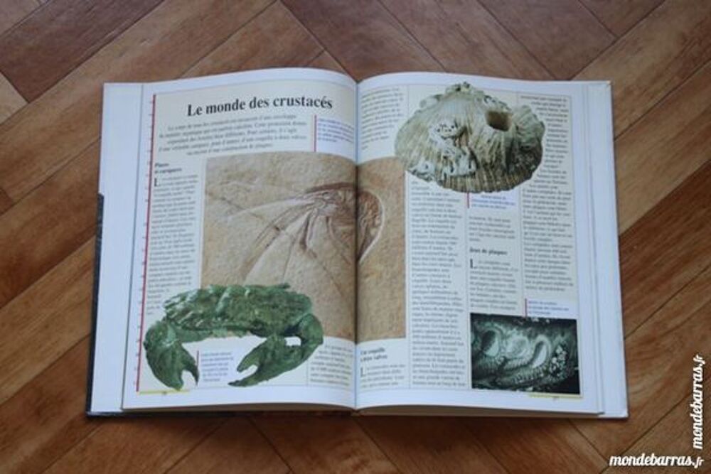 Les fossiles (4) Livres et BD