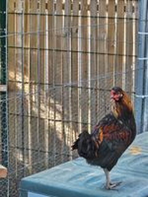   2 coq+ 1 cop naine 