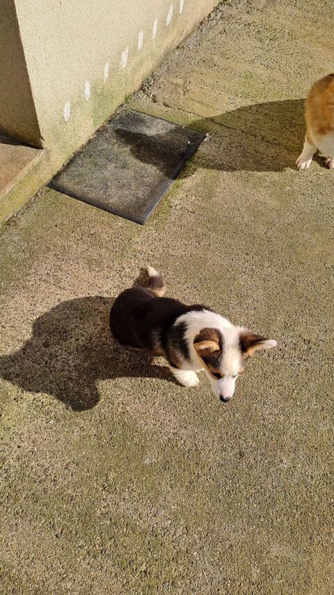 Vent chiots welsh corgi pembroque 5 mois 1300 29290 Lanrivoar�