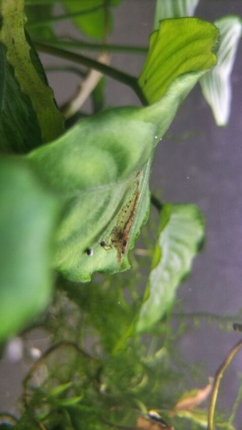 Crevettes d'aquarium en lot 5 44320 Saint-p�re-en-retz