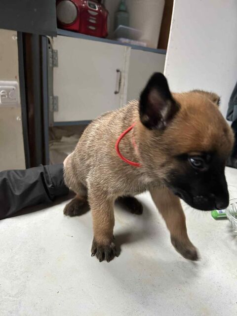 chiots berger belge malinois lof 800 59940 Estaires