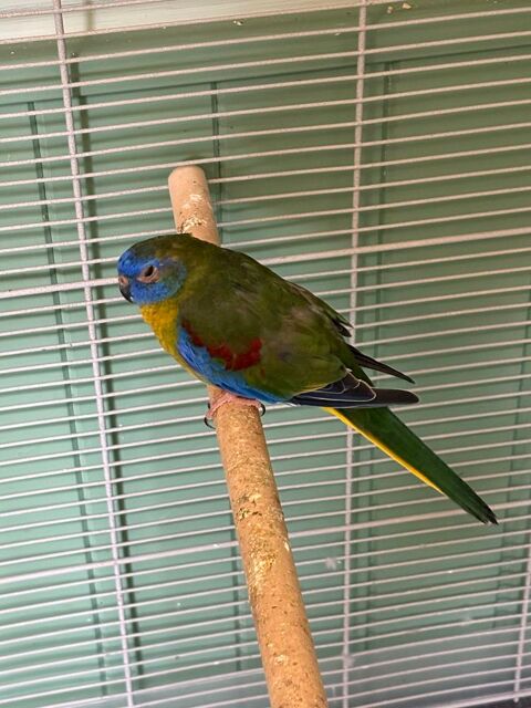 Turquoisines nées en février 2025 45 38690 Bvenais