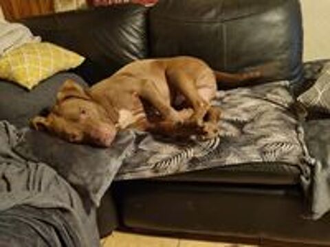   Denver, 5 ans,cherche  un  bon foyer  