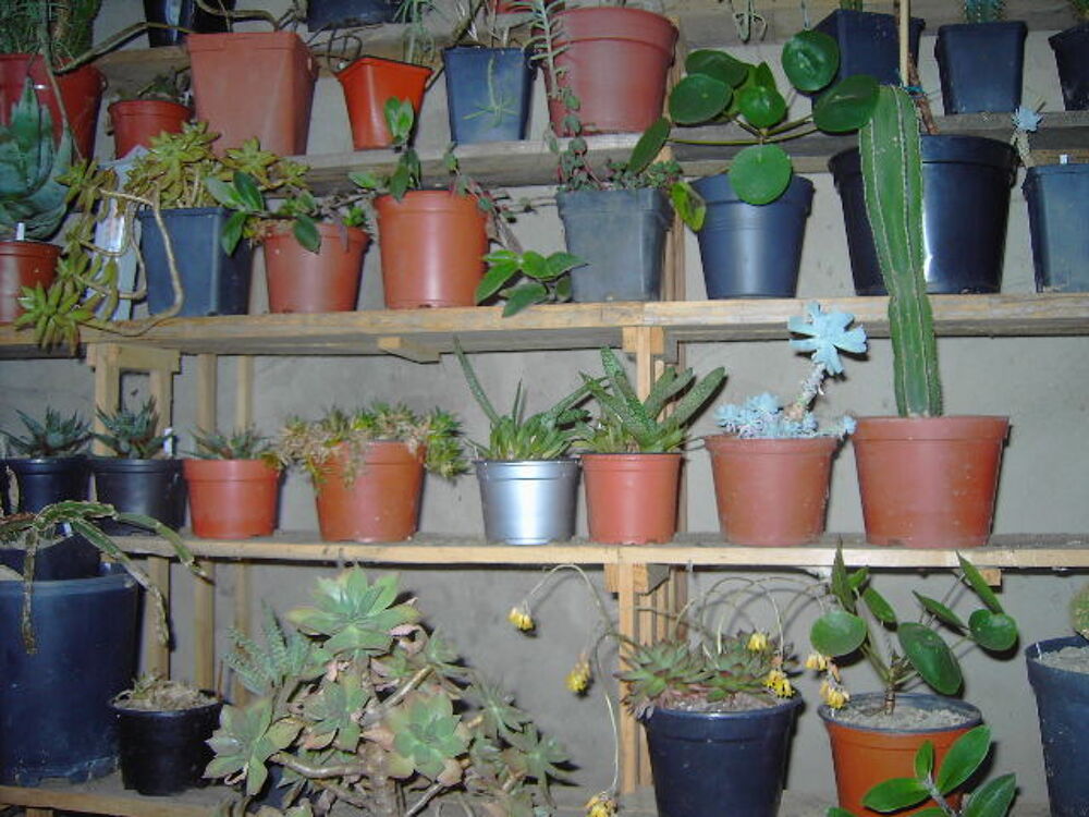plantes Jardin