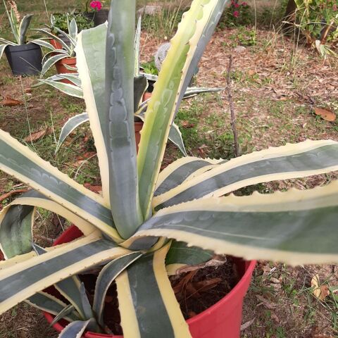 AGAVE cactée  Feuille jaune et verte Mont-de-Marsan (40)