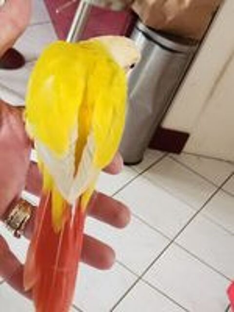   Conure de molinae mooncheek  