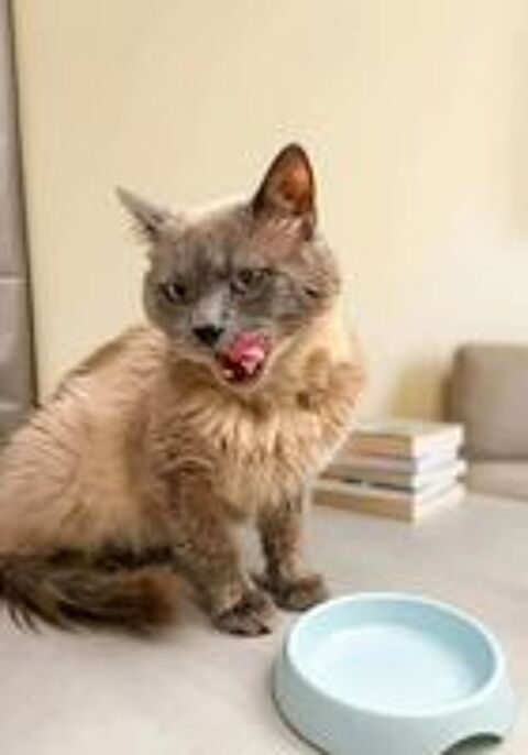   Minou gentil chat 6 ans cherche adoptants 