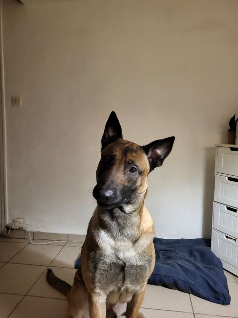 Chien Malinois a donner 0 76600 Le havre