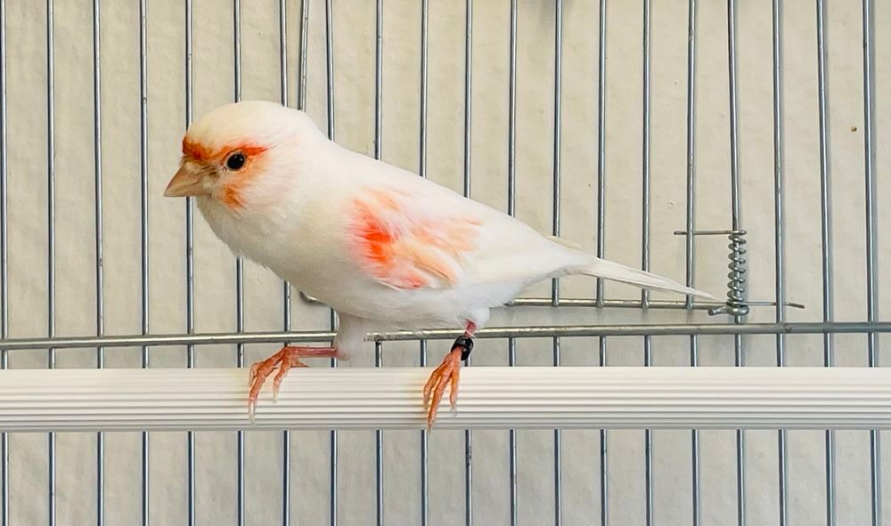   Très Belles Sélections De Canaris Couleurs, Chants, Postures 