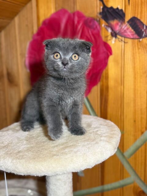 Scottish fold et British 0 91260 Juvisy-sur-orge